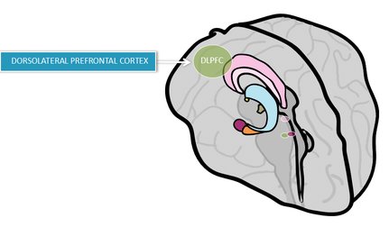 Dorsolateral-prefrontal-cortex